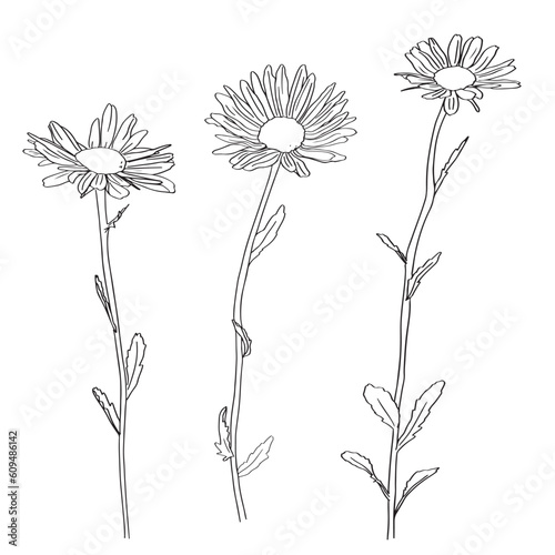 Chamomile Flower herbal organic . trend linear style. Vector Logo Emblem of Medical Chamomile Can be Used Template for packing Tea , Cosmetics, Medicines, biological additives
