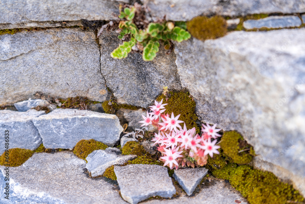 colorful flowers bloom in the garden. Fresh nature with mountain background colorful flowers bloom in the garden. Fresh nature with mountain background