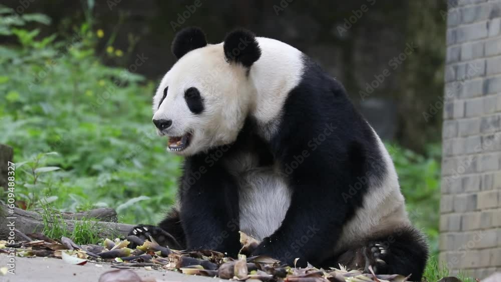 Giant Panda in Chengdu Panda Base, China Giant Panda in Chengdu Panda Base, China