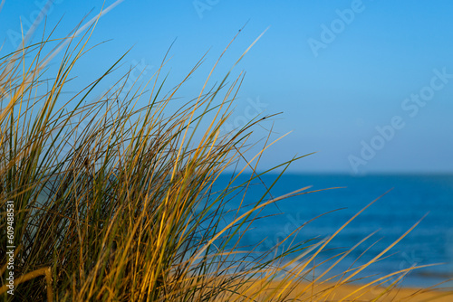 grass on the beach