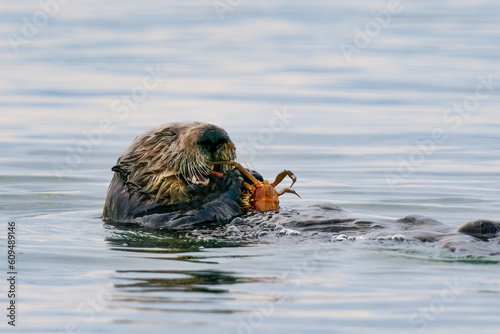 Otter eating