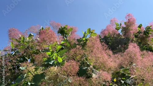 Smoke bush, Cotinus coggygria, is deciduous shrub that's also commonly known as royal purple smoke bush, smokebush, smoke tree and purple smoke tree. photo