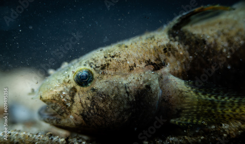 Western tubenose goby (Proterorhinus semilunaris) portrait photo