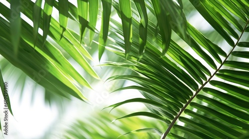 3D Blurred Palm Leaf with Sun Light and Bokeh Effect on a White Background generated by AI