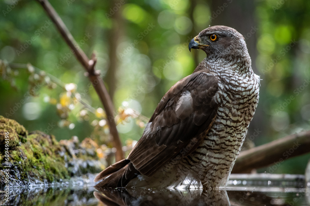 Northern goshawk (Accipiter gentilis) female in a lowland European forest standing in a pond Northern goshawk (Accipiter gentilis) female in a lowland European forest standing in a pond