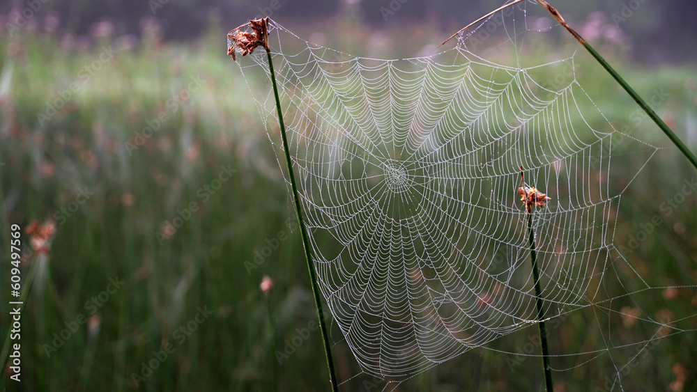 spider web in early foggy morning