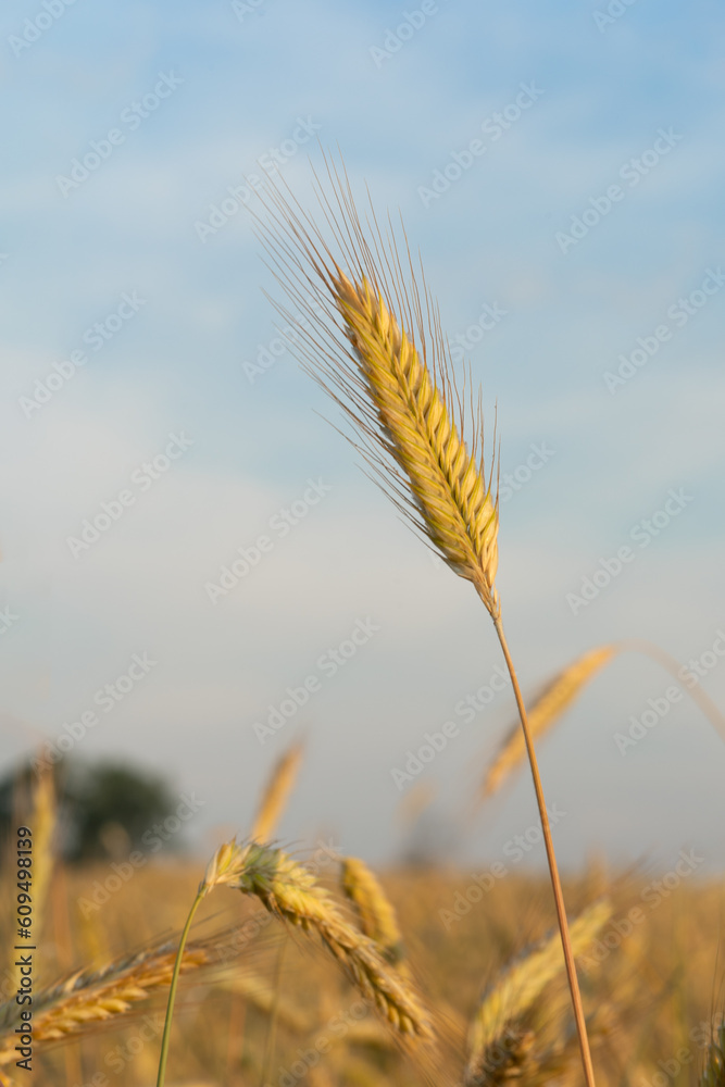 One spike rye on background field with blue sky.Gold ears of wheat, soft focus on field. Agricultural scene background at beautiful sunset. Ripe wheat field nature scenery in summer field. Cereal farm One spike rye on background field with blue sky.Gold ears of wheat, soft focus on field. Agricultural scene background at beautiful sunset. Ripe wheat field nature scenery in summer field. Cereal farm