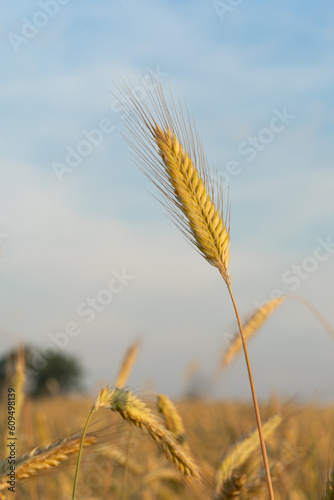 One spike rye on background field with blue sky.Gold ears of wheat  soft focus on field. Agricultural scene background at beautiful sunset. Ripe wheat field nature scenery in summer field. Cereal farm