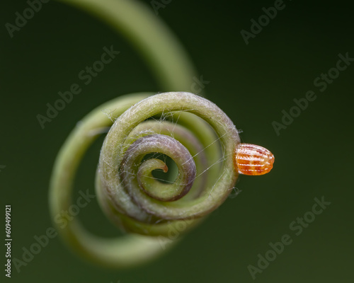 Close up photo of a gulf fritillary butterfly egg on a passionflower tendril. photo