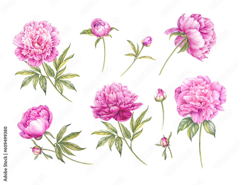 Set of pink watercolor peony elements. Floral isolated illustration.