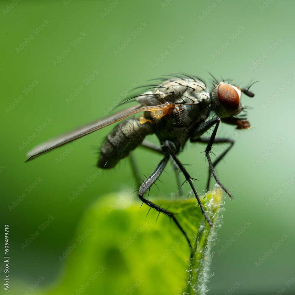 Close-up of a fly perched on a leaf. Close-up of a fly perched on a leaf.