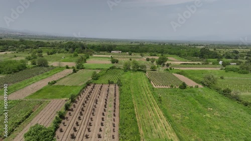 Aerial flight over beautiful vineyard landscape in Napareuli. Georgia photo