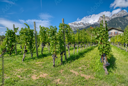 Vineyards and winery. View of the vineyards of the Maienfeld region in Switzerland