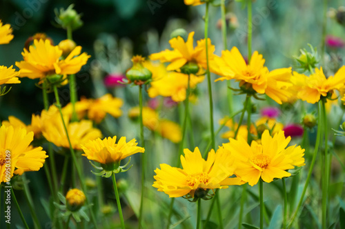 Yellow coreopsis in the summer garden close-up