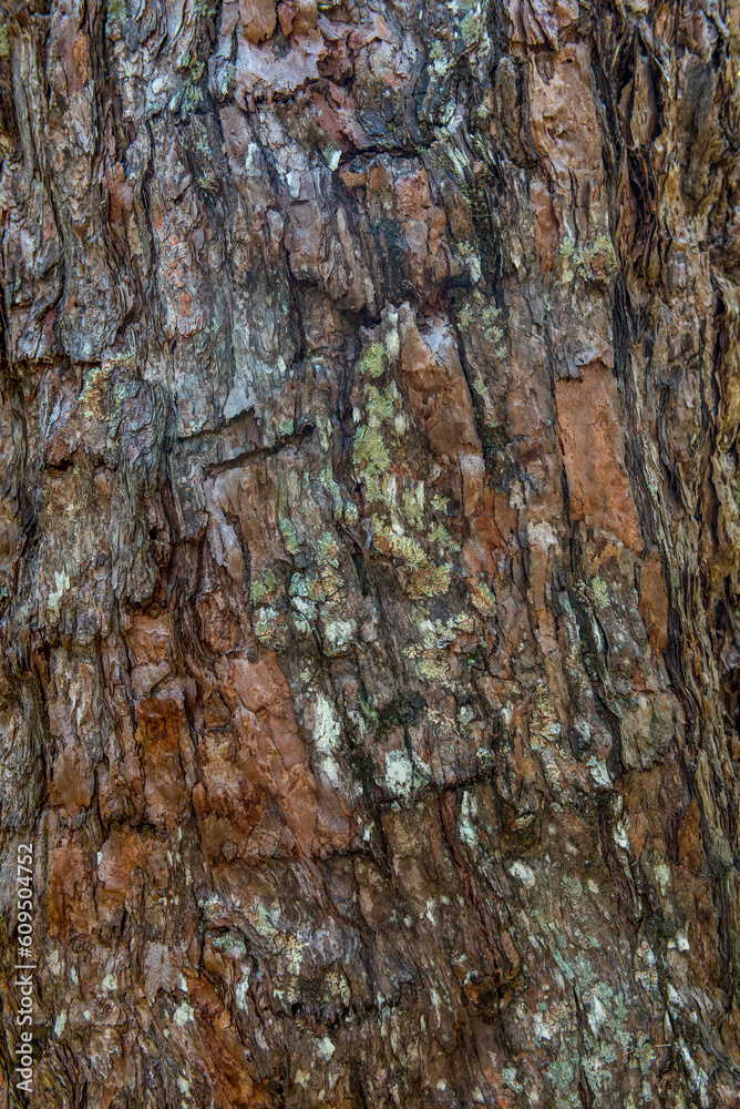 Obraz premium bark of a tree