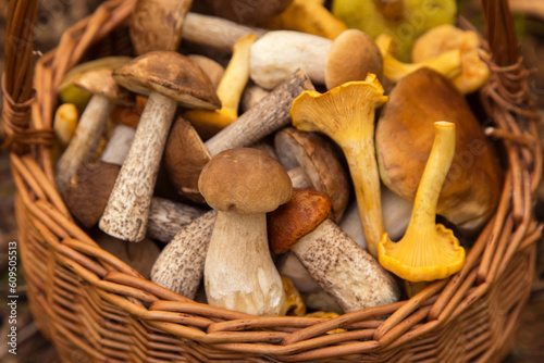 Edible different wild mushrooms porcini boletus outdoor in wicker basket close up, macro