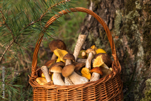 Different wild mushrooms porcini boletus outdoor in wicker basket close up in sunlight