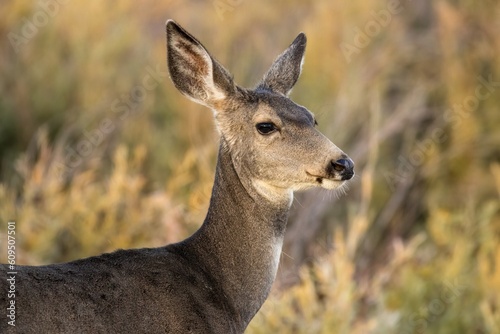 Portrait of a doe, a female mule deer