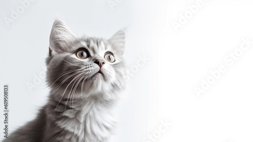 Adorable cat on a white background in different poses. Cat for advertisement. Kitten with white background. Bottomless cat. AI generated image.