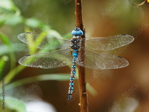 Macro photo of blue-eyed Darner clinging to a twig
