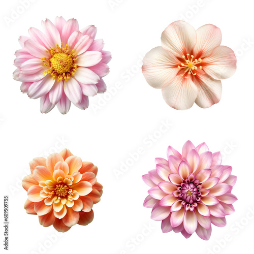 Selection of Various Flowers Isolated on Transparent Background. Created with Generative AI Technology