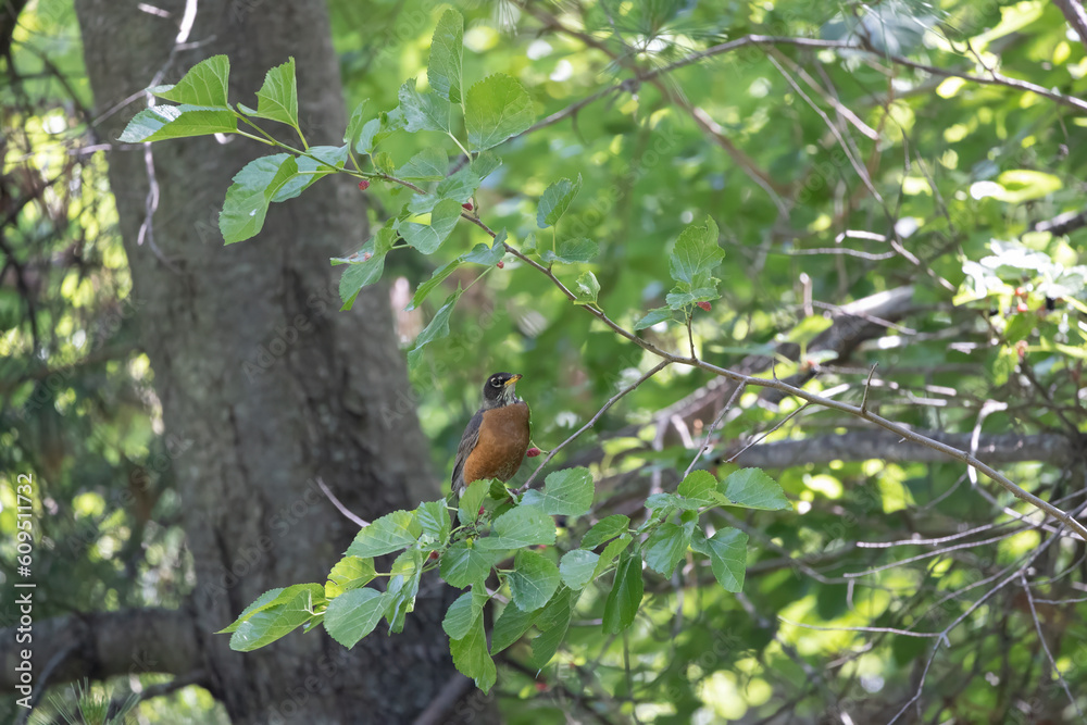 Fototapeta premium robin bird in my yard