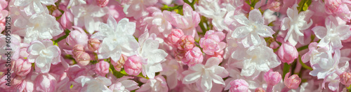 Panorama of spring white and pink flowers macro.