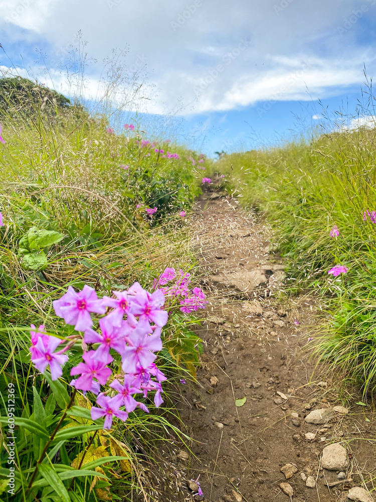 Obraz premium flowered path on the hill