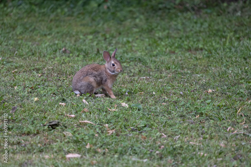 rabbit playing in my side yard dibbling on grass © sarah