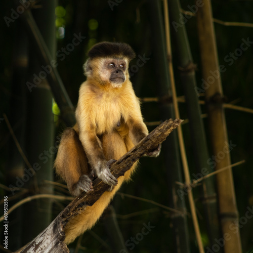 Macaco Prego