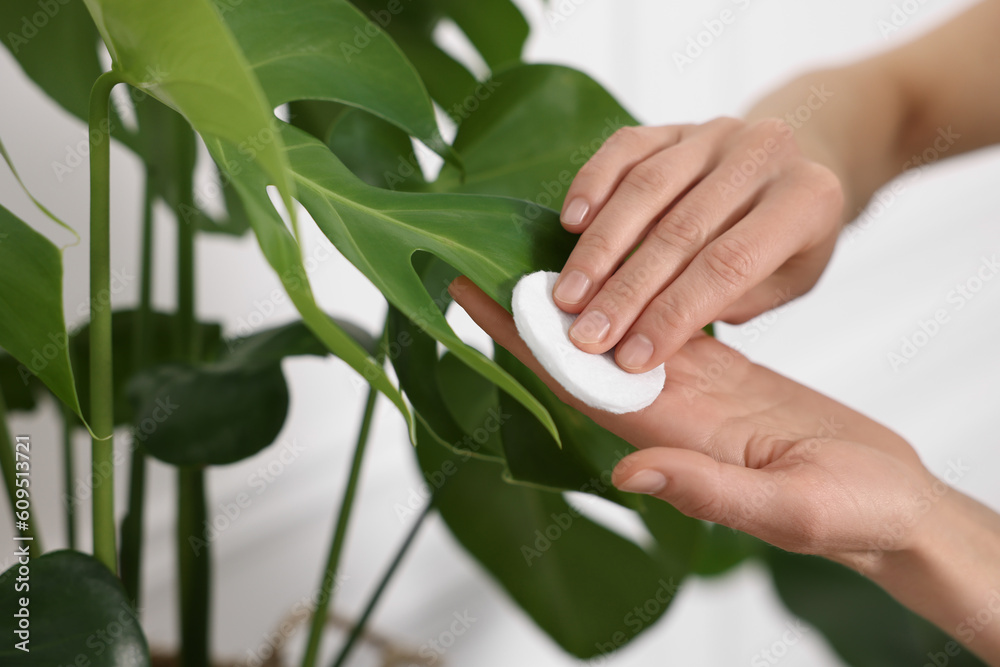 Woman wiping leaves of beautiful houseplant with cotton pad indoors, closeup Woman wiping leaves of beautiful houseplant with cotton pad indoors, closeup