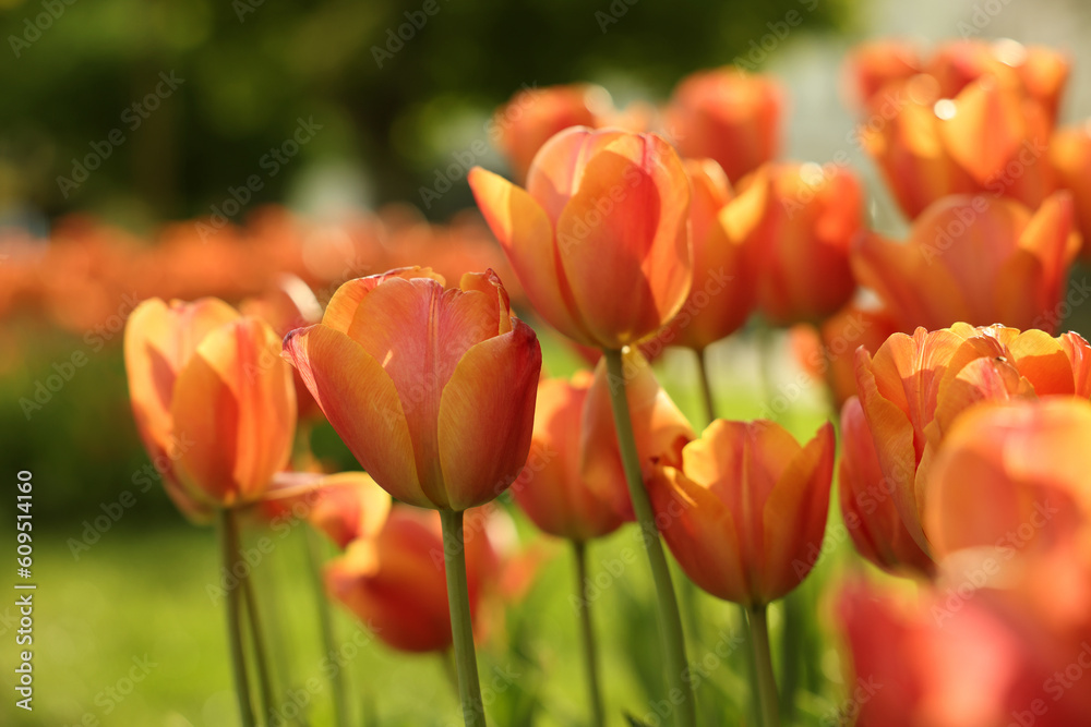 Beautiful colorful tulips growing in flower bed, selective focus