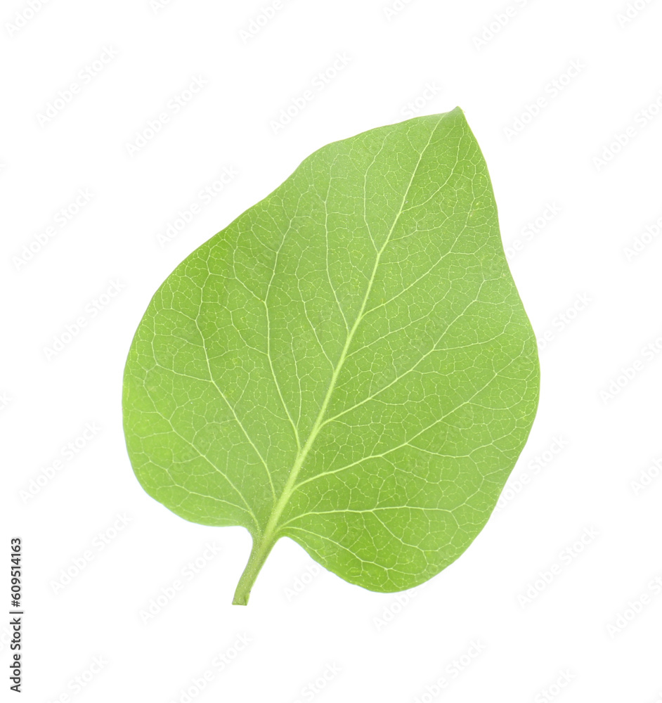 Obraz premium One green lilac leaf isolated on white