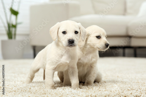 Fototapeta Naklejka Na Ścianę i Meble -  Cute little puppies on beige carpet indoors