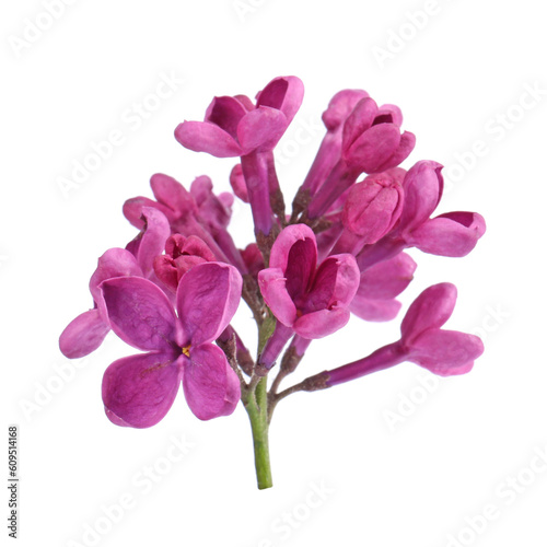 Beautiful fragrant lilac flowers on white background