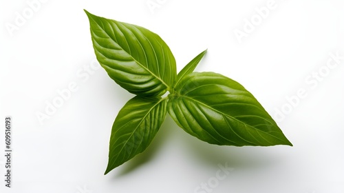 summertime fresh basil leaves isolated on a white background with copy space