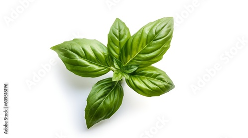 summertime fresh basil leaves isolated on a white background with copy space