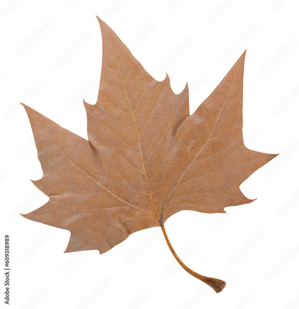 Obraz premium Dry maple leaf transparent png.