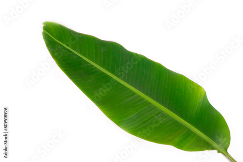 wide banana leaf lying on a white surface