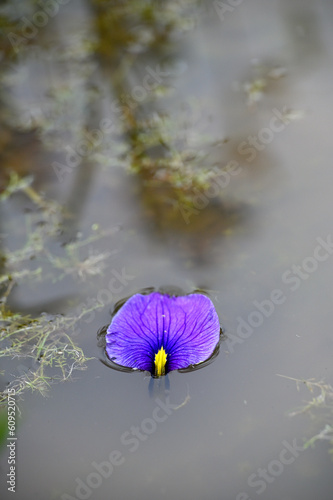 花菖蒲の花弁が寂しく水面に浮いています