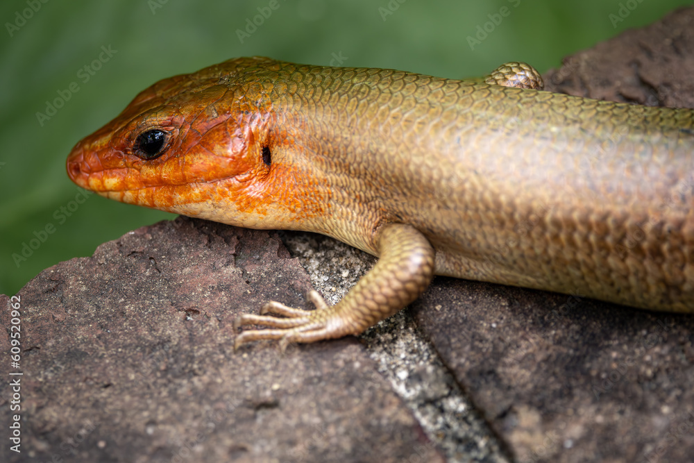 Broad Headed Skink during breeding season Broad Headed Skink during breeding season