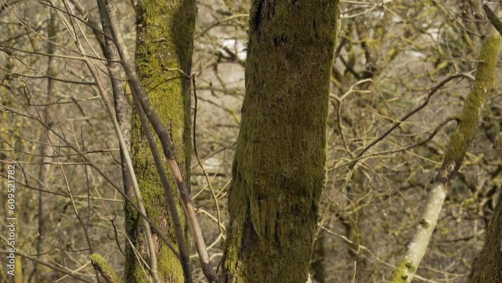 Mossy Trees in Spring sunlight as river rushes behind Mossy Trees in Spring sunlight as river rushes behind