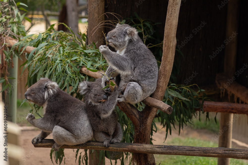Fototapeta premium Three koalas on the tree, Australia
