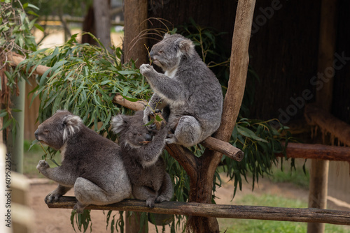 Photography Three koalas on the tree, Australia