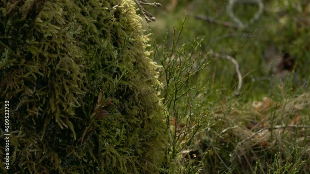 Close on mossy tree in forest light Close on mossy tree in forest light