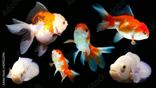 A set of motion pictures featuring goldfish on a black background.