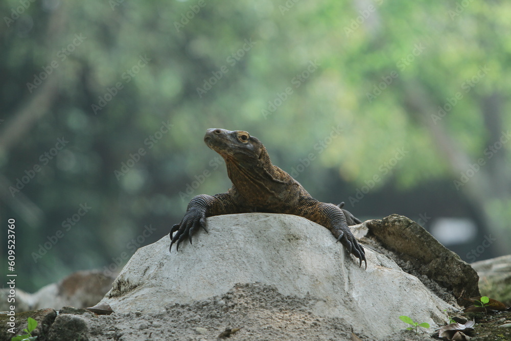 a little dragon on the rocks a little dragon on the rocks
