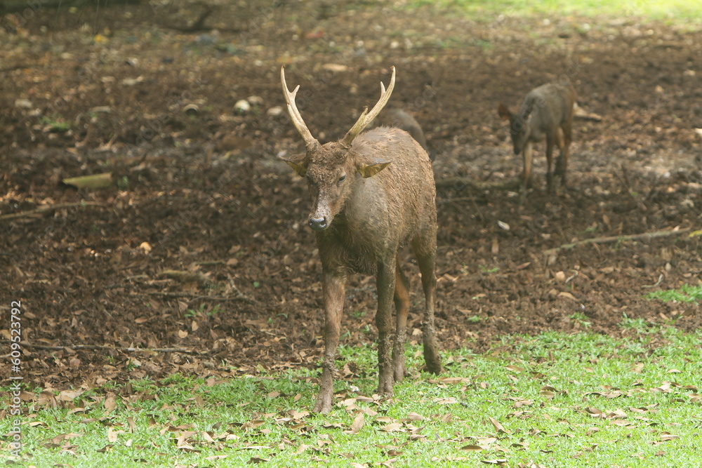 Obraz premium deer in the forest
