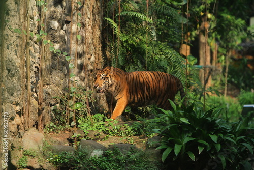 Canvas Print tiger in the jungle