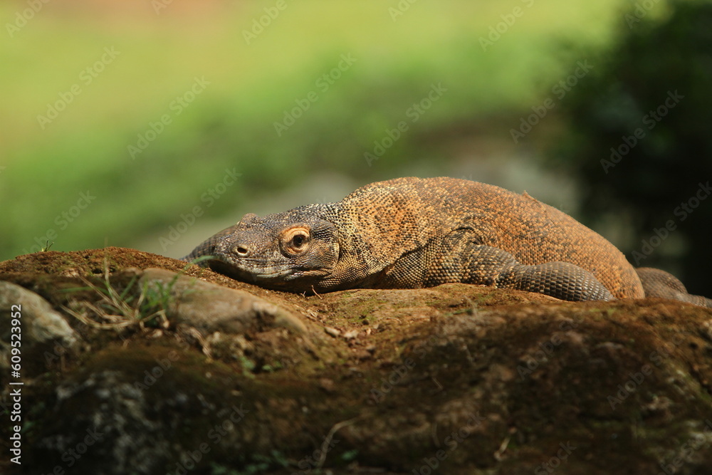 Obraz premium komodo on a rock